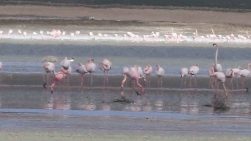 Lesser Flamingo